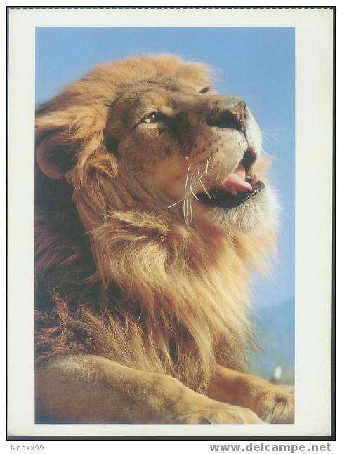 Lion - A Male Lion (Panthera Leo Linnaeus) - A - Lions