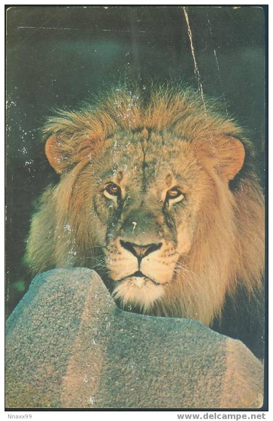 Lion - A Male Lion (Panthera Leo Linnaeus) - B - Löwen