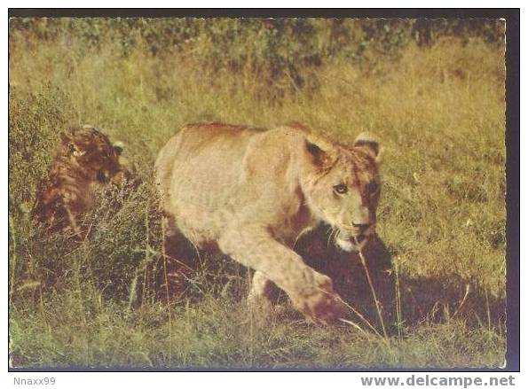 Lion - Two Young Female Lions (Panthera Leo Linnaeus) - Leones