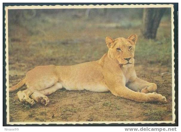 Lion - A Female Lion (Panthera Leo Linnaeus) - A - Lions