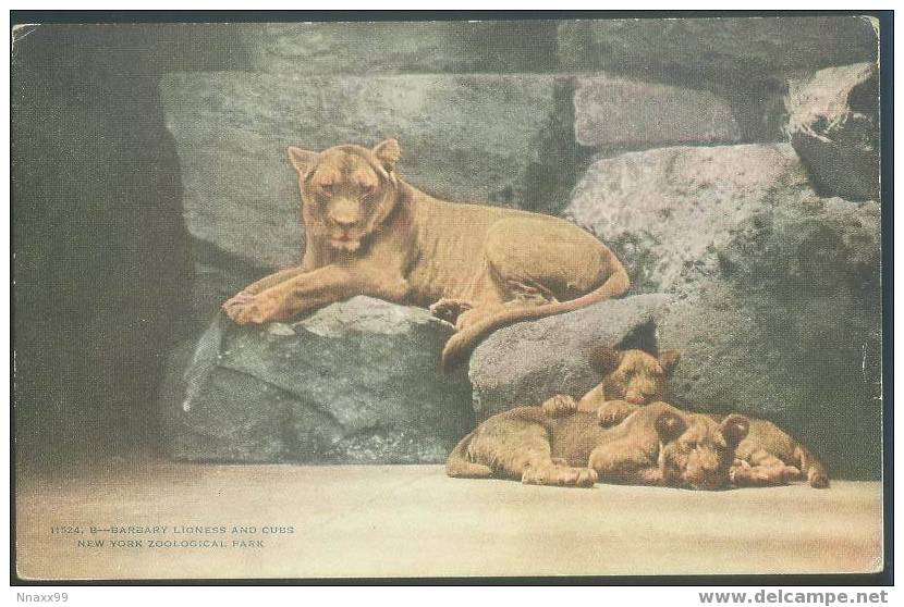 Lion - A Female Lion (Panthera Leo Linnaeus) And Cubs In New York Zoological Park - Lions