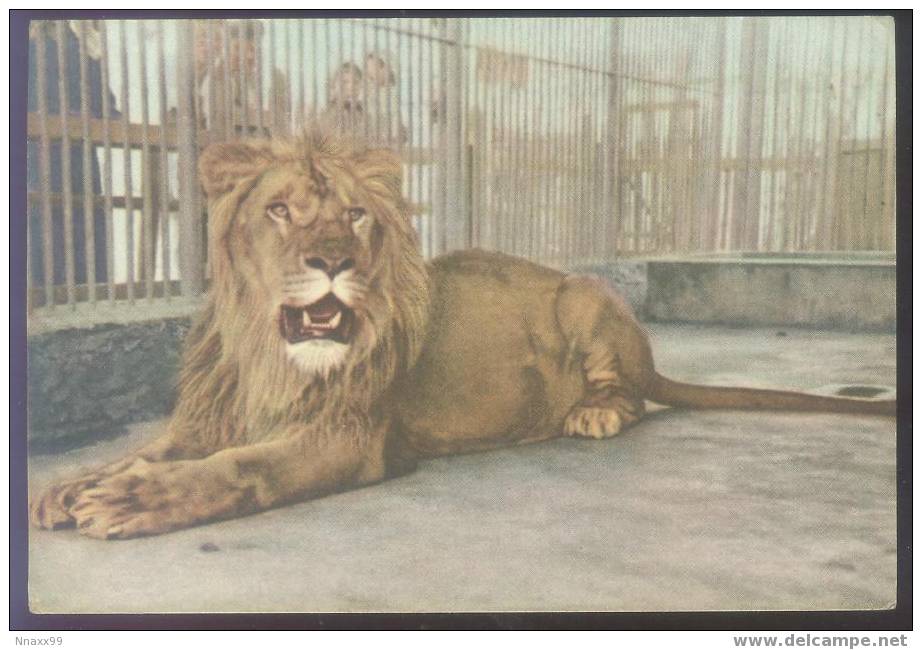 Lion - A Male Lion (Panthera Leo Linnaeus) In Wuhan Zoo, China Vintage Postcard - Leoni