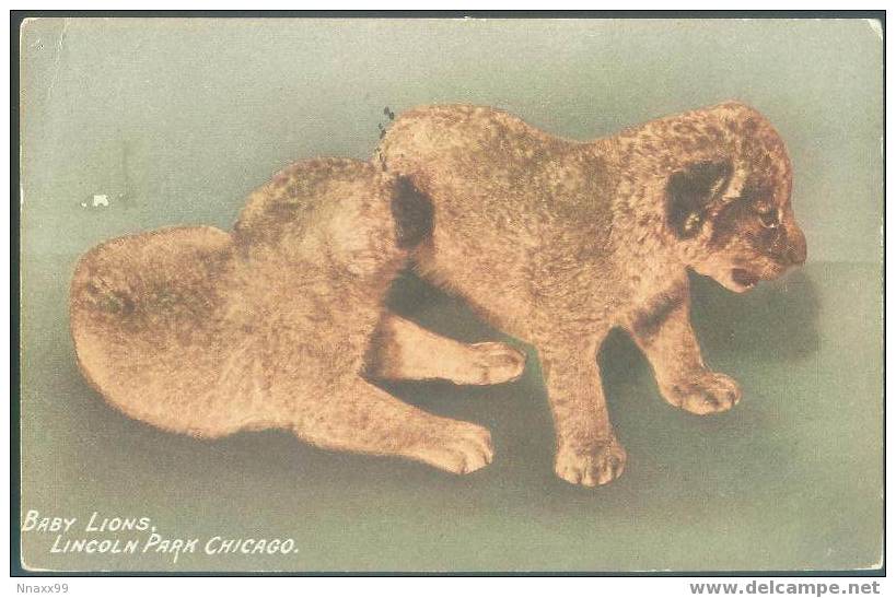 Lion - Two Baby Lions (Panthera Leo Linnaeus), Lincoln Park Chicago - Leones