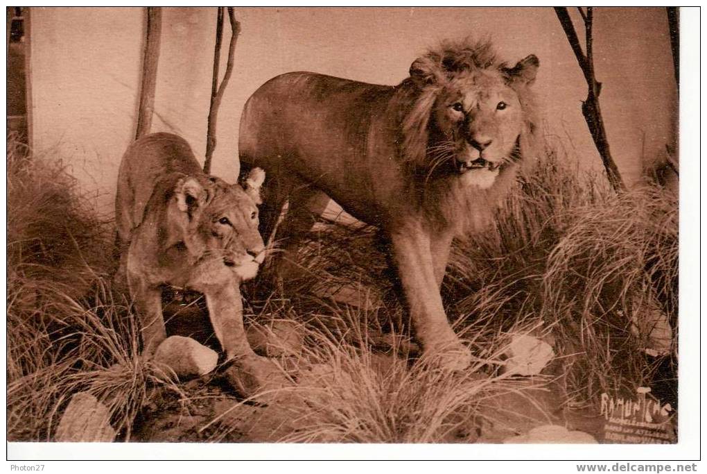 L´Ile D´Aix ; Museum Africain, Créé En 1933 (couple De Lions) - Leones