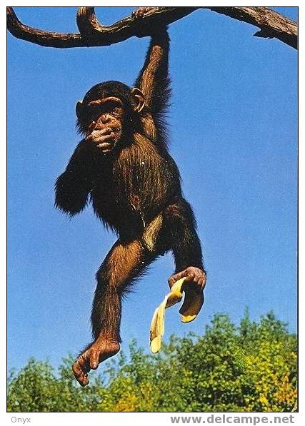 SINGE - CHIMPANZE / MONKEY / AFFE - Apen