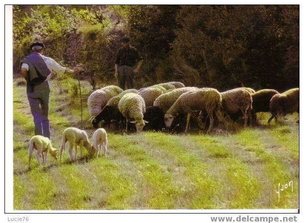 Gestes Et Paysages - Troupeau De Moutons  Et Berger - Breeding