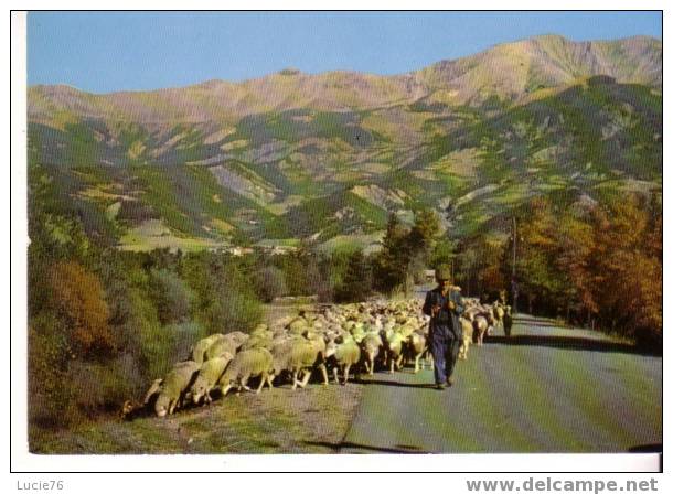 LA TRANSHUMANCE - N° 24  - Troupeau De Moutons - Breeding