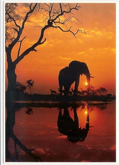 Elephant - Photo: Frans Lanting, Zefa (07-2211) - Elefanti