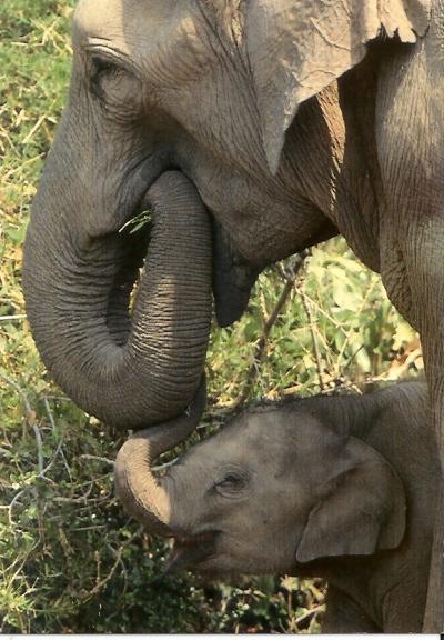 Elephant D´Asie, Asian Elephants, Photo: Masatiero Iljima, Ardea London LTD (07-2214) - Elefantes