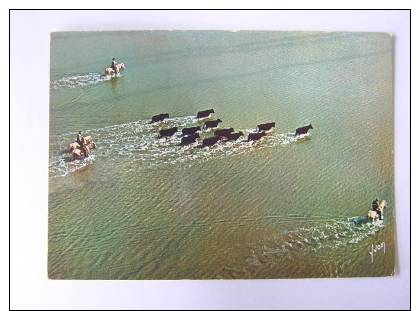 EN CAMARGUE GARDIANS ET MANADE DE TAUREAUX 1968 - Pferde