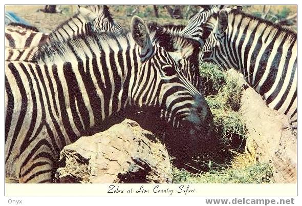 ZEBRES- AMERICA' S AUTHENTIC AFRICAN SAFARI / CALIFORNIA - Zebras