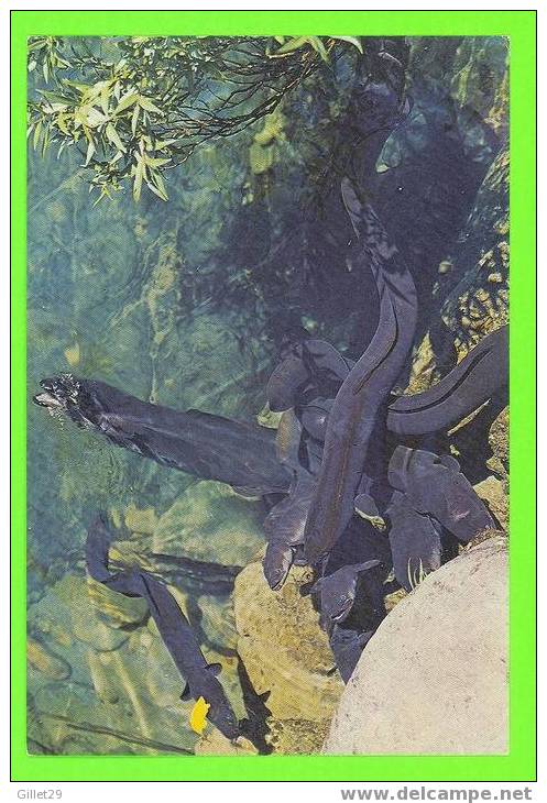 POISSONS - NELSON, NEW ZEALAND - TAME EELS AT FEEDING TIME - WITCOMBE & TOMBS LTD - - Poissons Et Crustacés