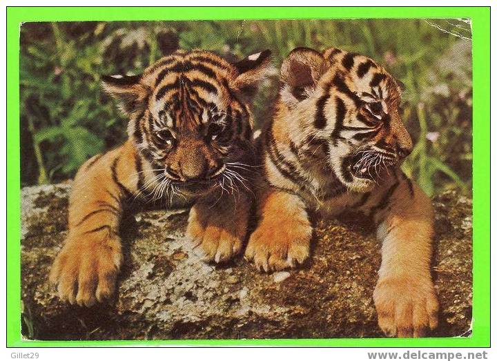 Animaux - JEUNE TIGRES - JUNGE TIGER - PANTHERA TIGRIS - - Tigres