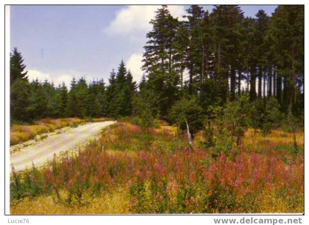 EN MORVAN -  Route Du HAUT FOLIN - N° 12062 - Bourgogne