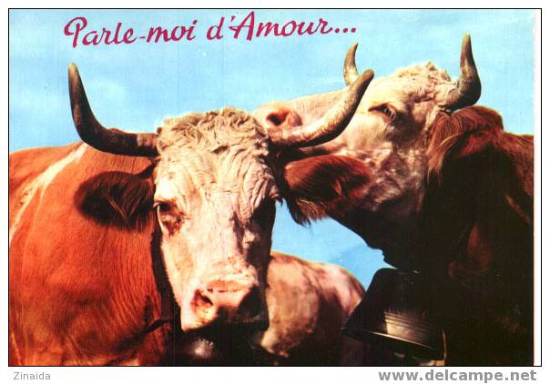 CARTE POSTALE DE 2 VACHES - PARLE MOI D AMOUR - Bull