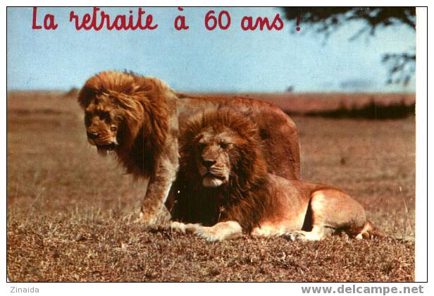 CARTE POSTALE DE LIONS - Leones