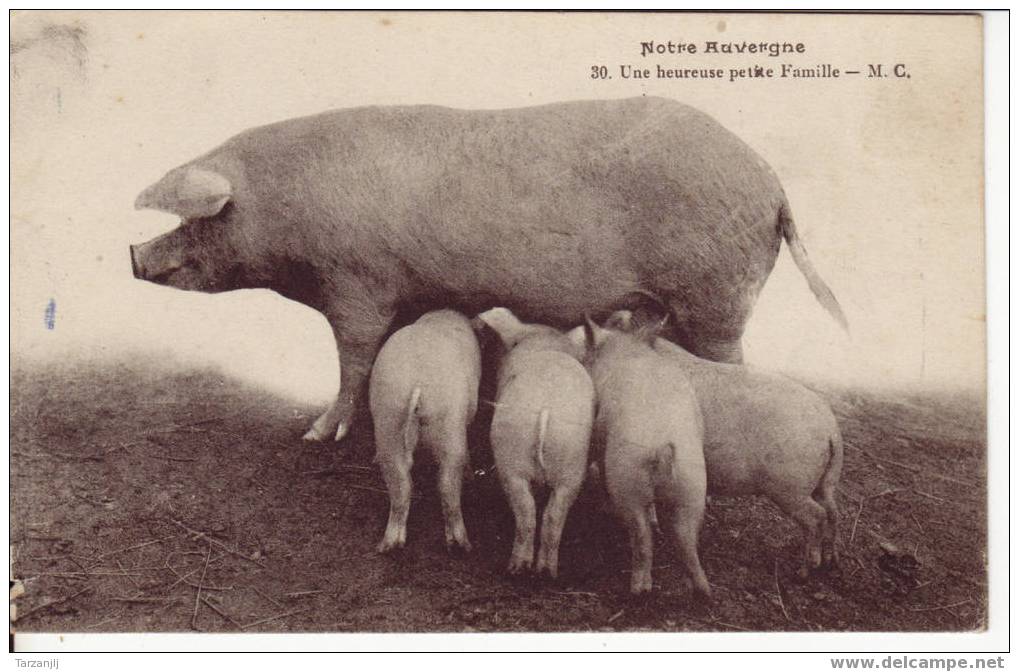 CPA Notre Auvergne: Cochons: Une Heureuse Petite Famille. - Pigs