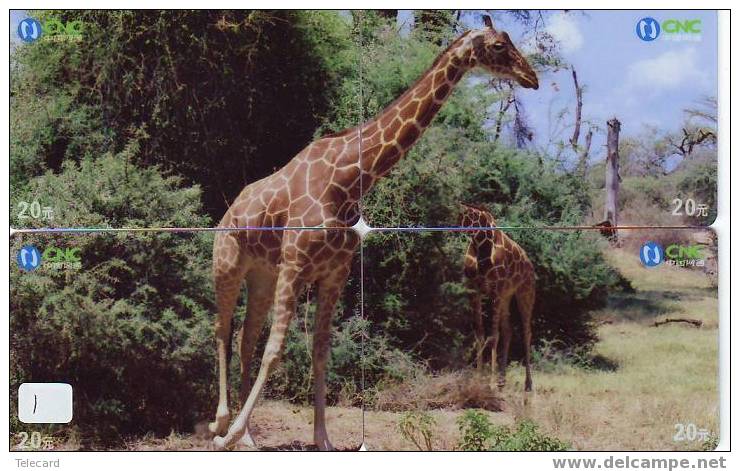 GIRAFFE Girafe Giraf Animal Tier (1) Puzzle Of 4 Phonecards - Puzzle