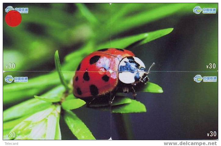 Ladybird Coccinelle Lieveheersbeestje Insect (1) Puzzle Of 4 Phonecards - Mariquitas