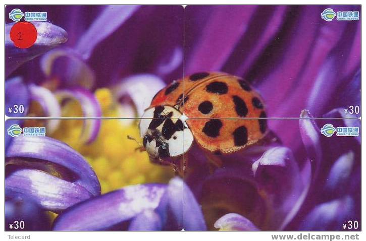 Ladybird Coccinelle Lieveheersbeestje Insect (2) Puzzle Of 4 Phonecards - Coccinelles