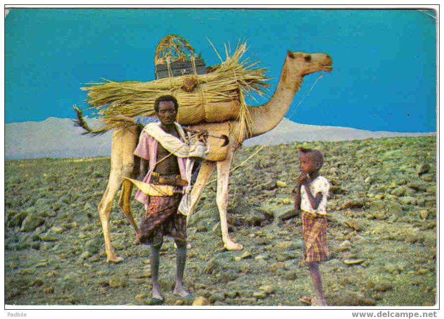 Carte Postale  AFIQUE  République De Djibouti  Le Chamelier - Djibouti