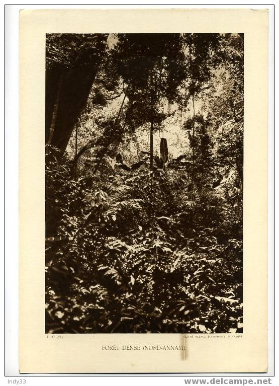 -  FORÊT DENSE (NORD-ANNAM) . REPRO PHOTO DES ANNEES 1935 - Other & Unclassified