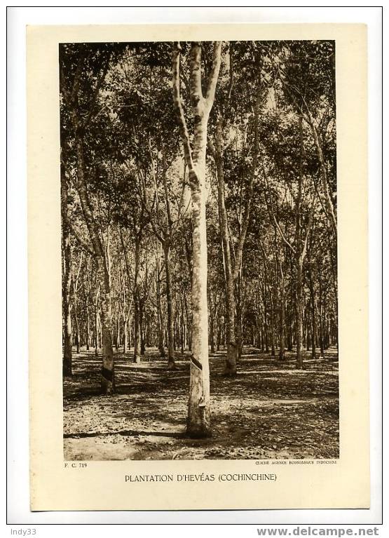 - PLANTATION D´HEVEAS (COCHINCHINE) . REPRO PHOTO DES ANNEES 1935 - Autres & Non Classés