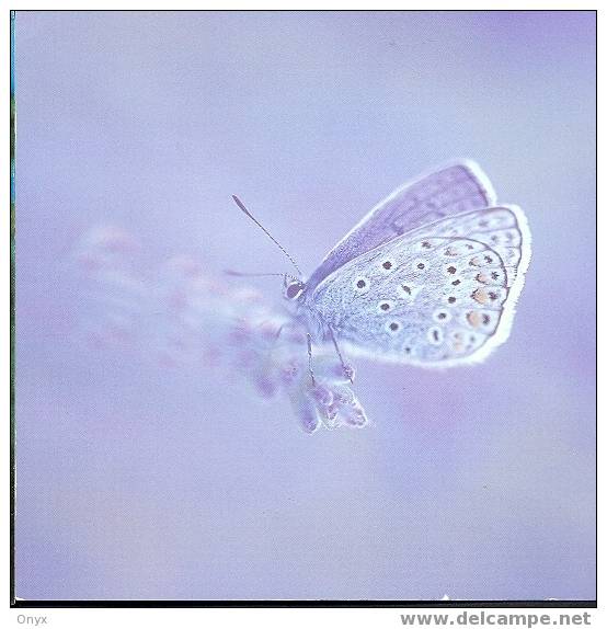 CARTE IMAGE TUSHITA - PAPILLON / BUTTERFLIE / SCHMETTERLING - Schmetterlinge