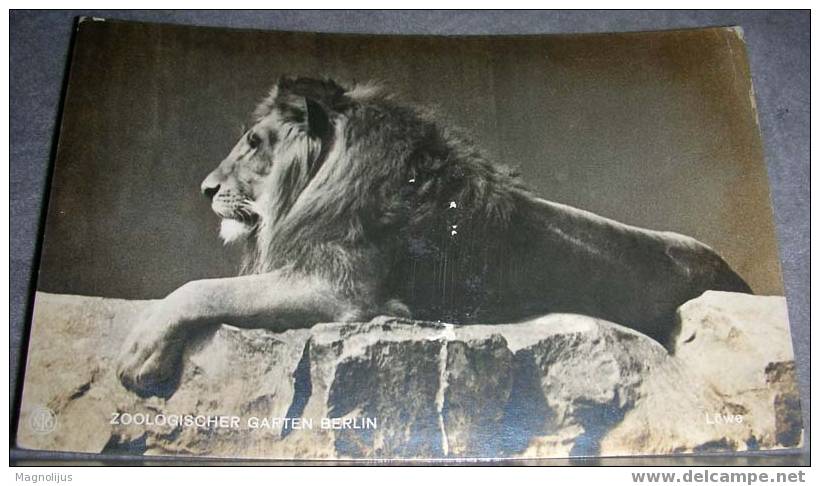 Animals,Lion,ZOO,Berlin,Original Photo,vintage Postcard - Leeuwen