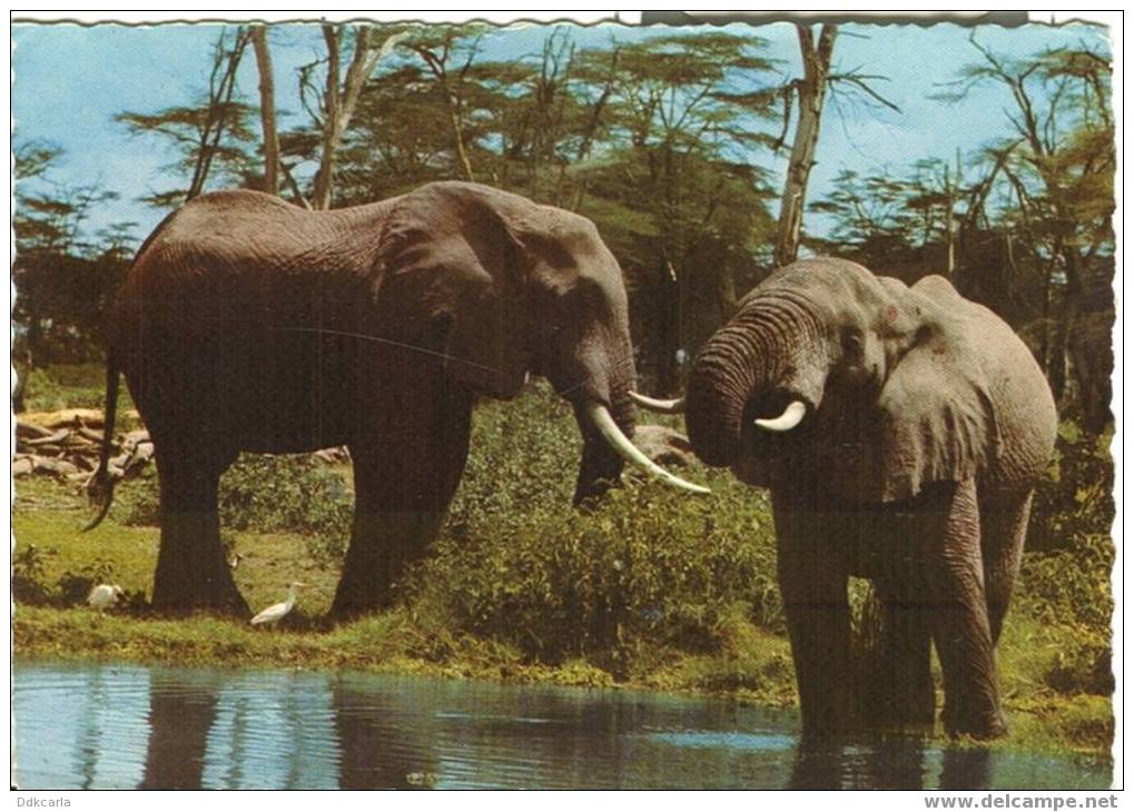 Kenya - African Wildlife - Elephants At Pool - Kenya