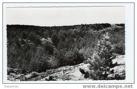 CPSM Photo Quend Plage Les Pins 80 Somme La Forêt De Pins édit Lucylaine N°412 Non écrite Bon état - Quend