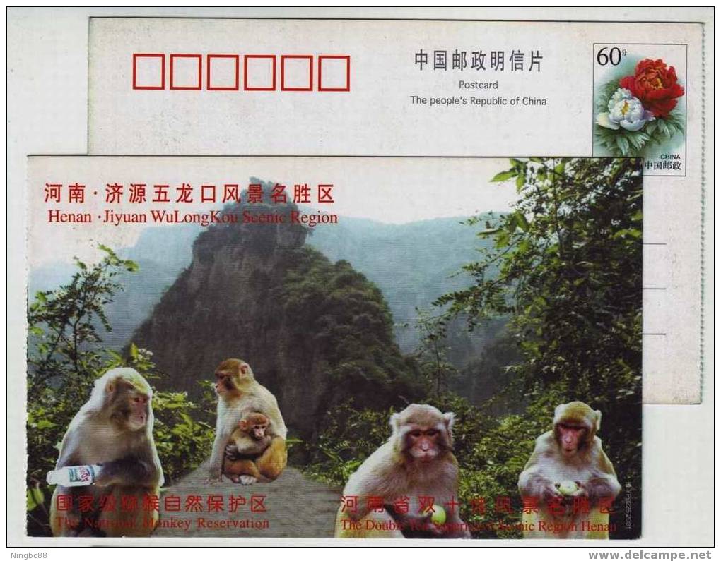 National Monkey Natural Reserve,China 2001 Jiyuan Wulongkou Scenic Region Advertising Postal Stationery Card - Monkeys