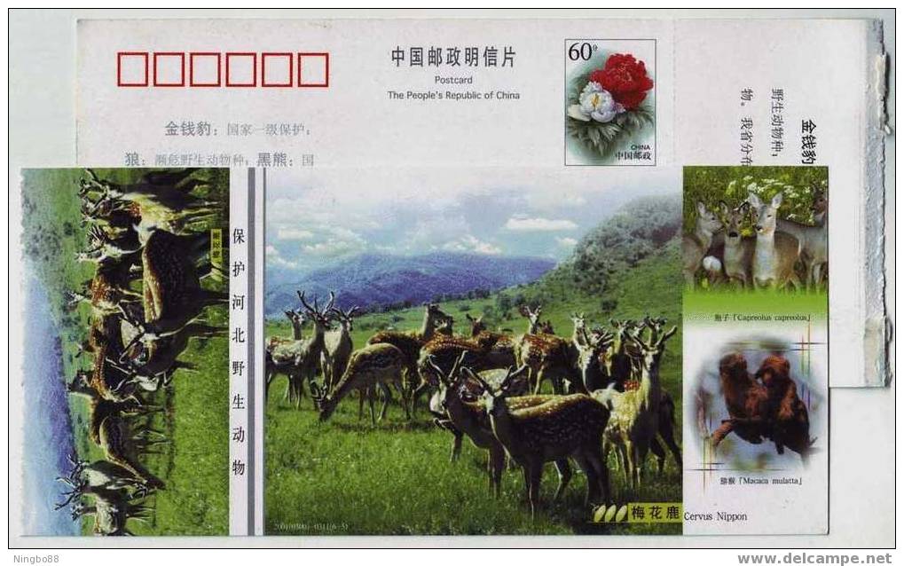 Spotted Deer,macaque Monkey,Capreolus Capreolus,CN01 Protect Hebei Wildlife Animal Advertising Pre-stamped Card - Monkeys