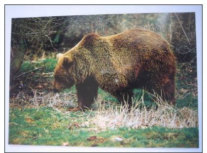 ORSO MARSICANO PARCO D´ ABRUZZO -  OURS  DES ABRUZZES - Autres & Non Classés