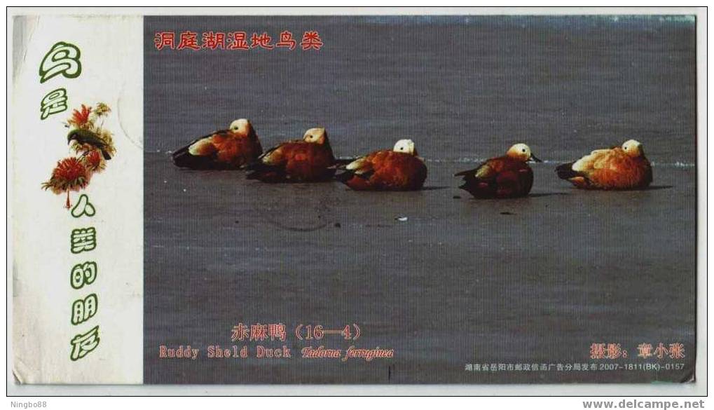 Dongting Lake Wetland Bird,Ruddy Sheld Duck,CN07 Birds Human's Friend Advertising Pre-stamped Card - Canards