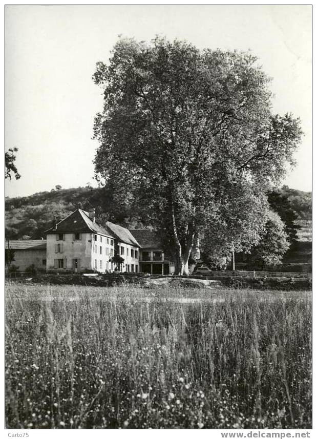 JALLIEU 38 - Bourgoin-Jallieu - Maison Familiale De Mozas - Le Platane Géant - Jallieu