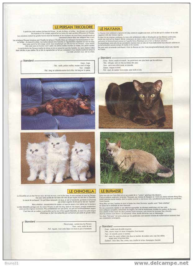 Rare Dossier POULAIN  - Connaissance Des Chats - COMPLET - Chartreux , Chat Turc , Bobtail ... - Cioccolato