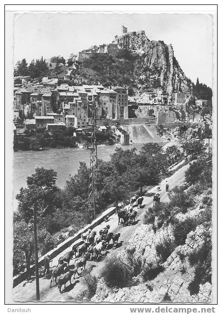 04 /FL/ SISTERON La Ville Et La Citadelle Aux Bords De La Durance, Ed MAR, CPSM 150 X 105 Mm (+ Troupeau Bovin) - Sisteron