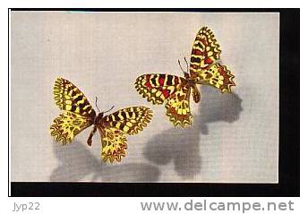 Jolie CP Papillon Butterfly Mariposa Schmetterling Vlinder Borboleta THAIS Zerynthia Polyxena Creusa & Rumina Medesicast - Mariposas