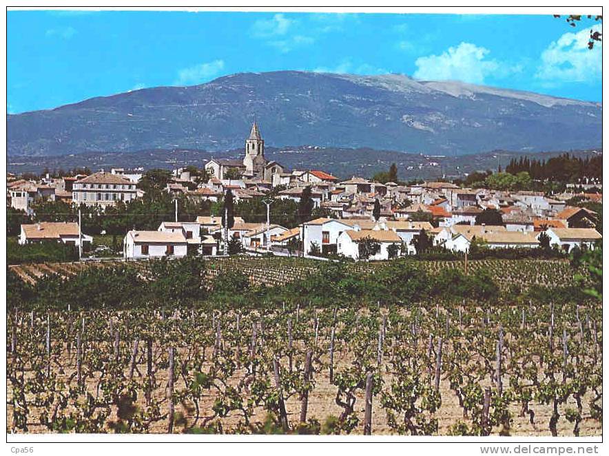 MAZAN, Vignes, VIGNOBLES - Mazan