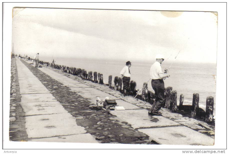 Visvangst,fishing,peche Hoek Van Holland Piervissers - Pêche