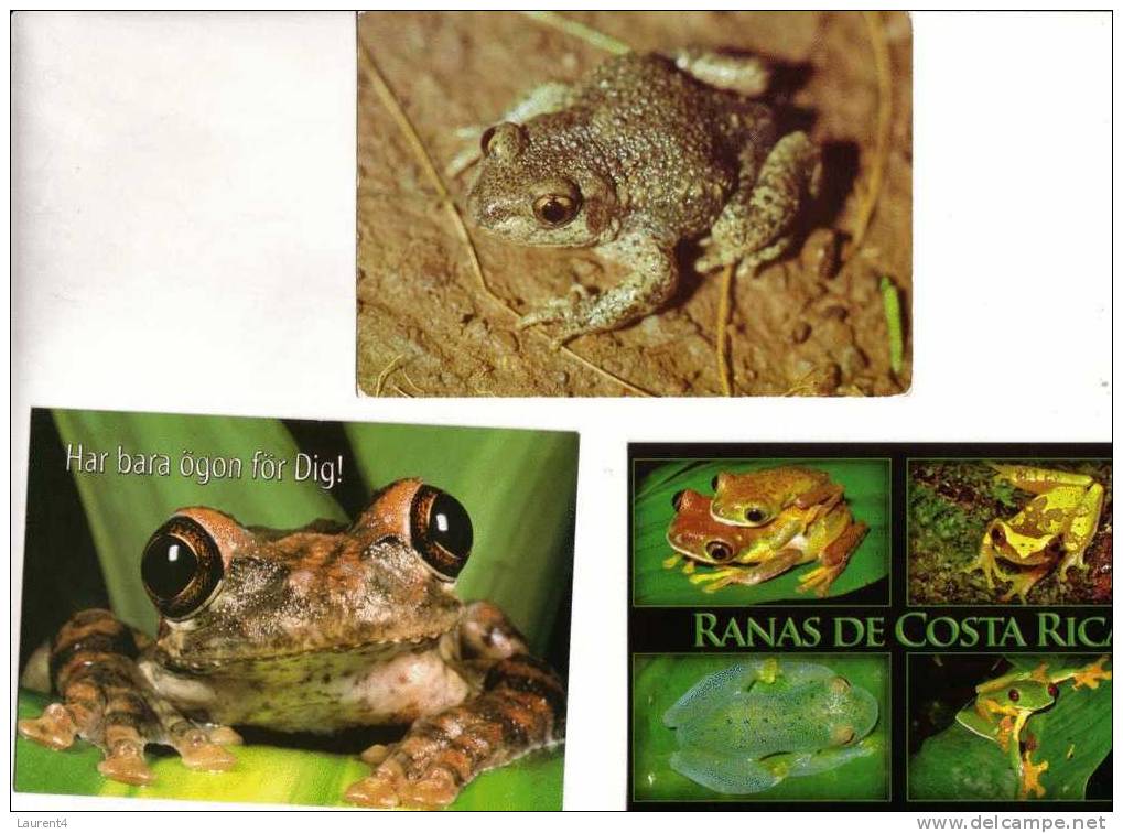 Timbres Et Carte Sur Les Grenouille - Stamps And Postcard On Frog - Frösche