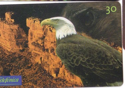 EAGLE *** ( Brasil Card ) - Aigle - Aguila - Adler - Aquila - Eagles - Aigles - Falcon * Bird - Oiseau - Birds - Brasil