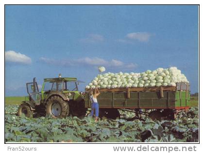 Krautergersheim Ou Chouville ... La Récolte Du Chou 2 CPM Choucroute Alsace - Landwirtschaftl. Anbau