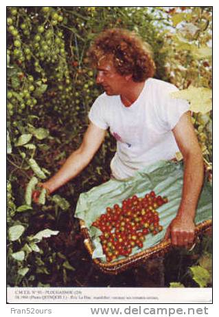 Plougasnou Eric Le Duc Maraîcher Ramasses Ses Tomates Cerises Agriculture - Plougasnou