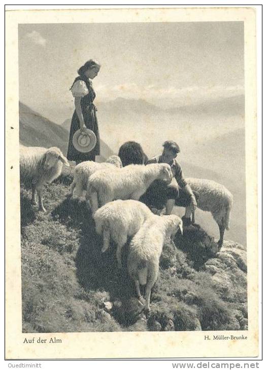 Allemagne. Auf Der Alm, Troupeau De Moutons Et Sa Bergère. - Autres & Non Classés