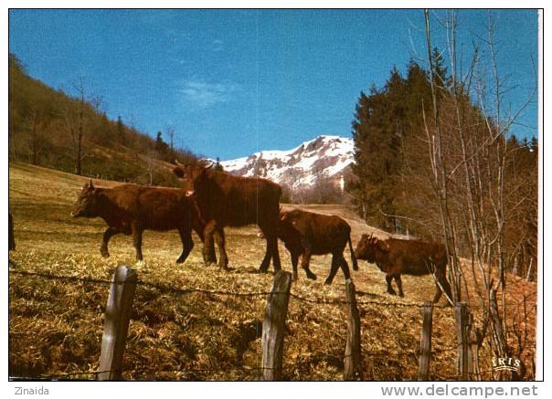 CARTE POSTALE DE VACHES - PATURAGES EN AUVERGNE - Bull