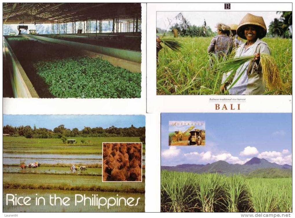 2 Food Postcards - Sugar - Tea - Rice - 2 Carte Sur L´agriculture Et Sucre - The - Riz - Cultures