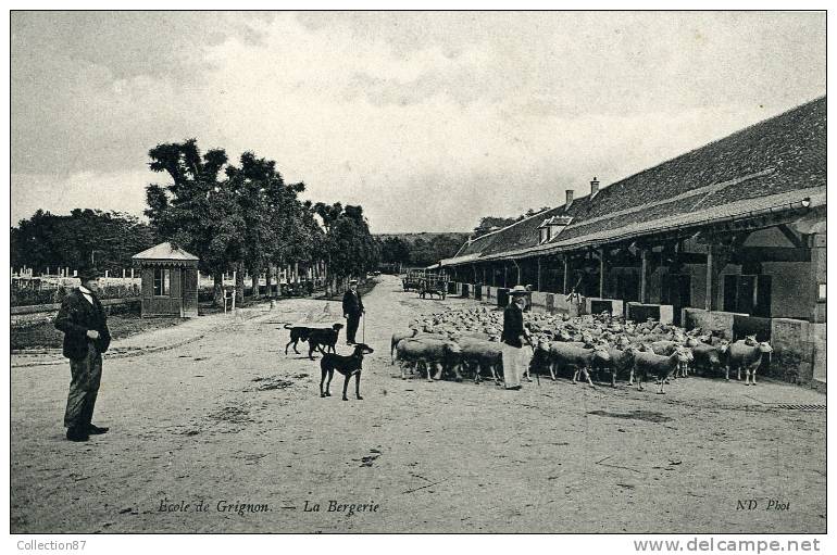 78 - YVELYNES - GRIGNON - ECOLE D´AGRICULTURE - BERGERIE MOUTON - N.D. PHOTO - Grignon