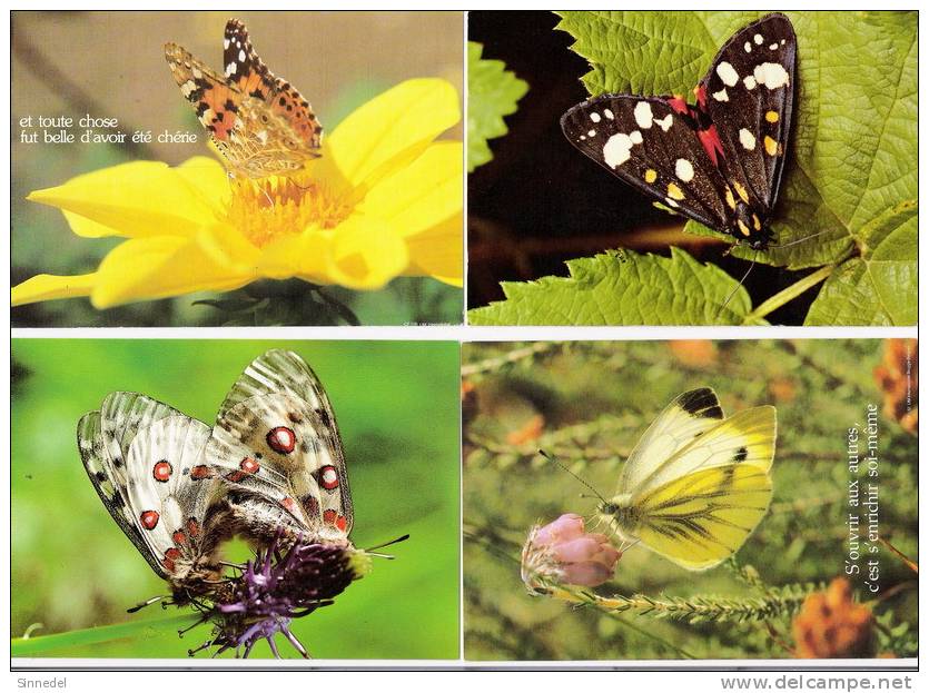 LOT DE 4 CARTES NEUVES THEMES  PAPILLONS - Mariposas